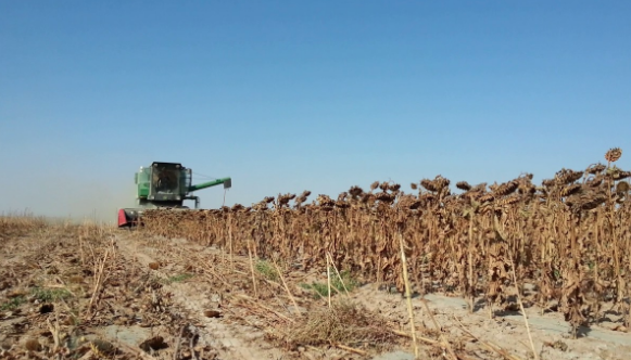 La cosecha de girasol en el oeste bonaerense y norte pampeano registra un rinde menor al esperado