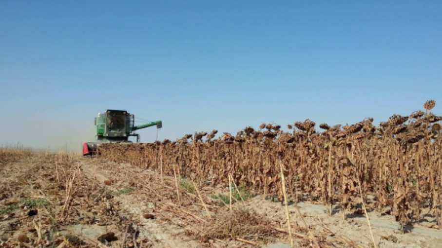 La cosecha de girasol en el oeste bonaerense y norte pampeano registra un rinde menor al esperado