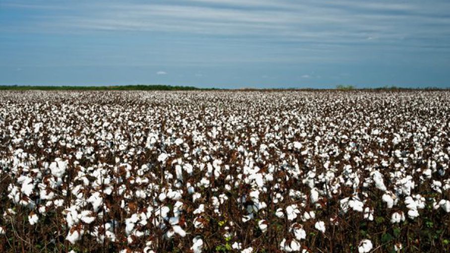 Producción en Independencia, Chaco: Avia Terai, Campo Largo y Napenay impulsan el desarrollo local