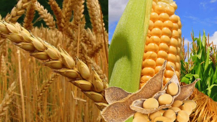 Mercado de granos local con subas por trigo y soja disponible
