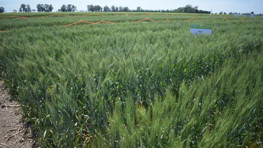 Nigeria aprobó el trigo transgénico argentino para su procesamiento y producción