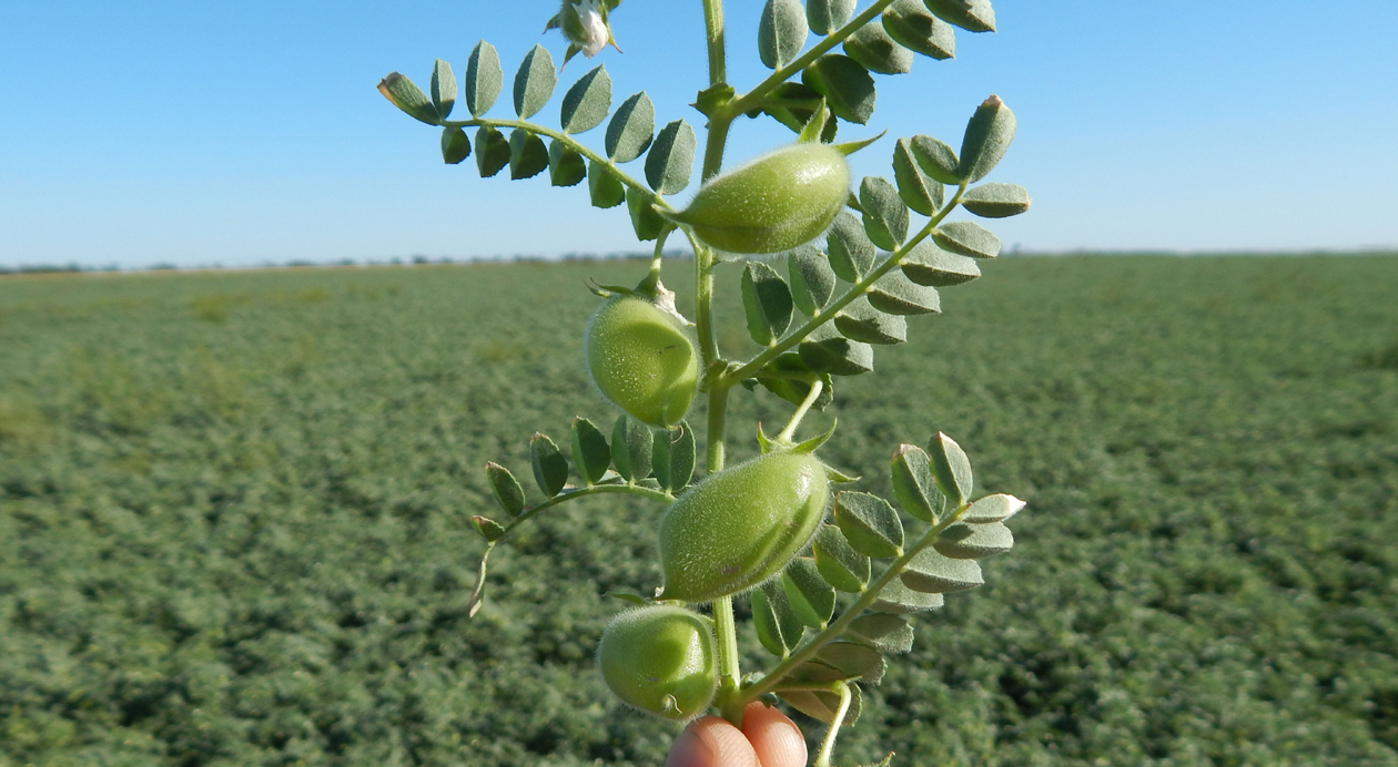  INASE Refuerza medidas para proteger el cultivo emblemático de garbanzo