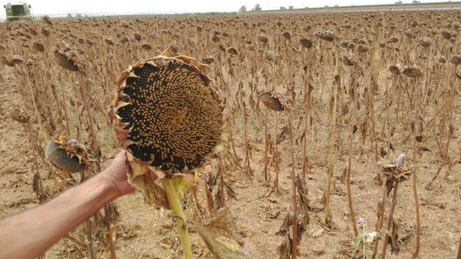 Comenzó la cosecha de girasol en Entre Ríos