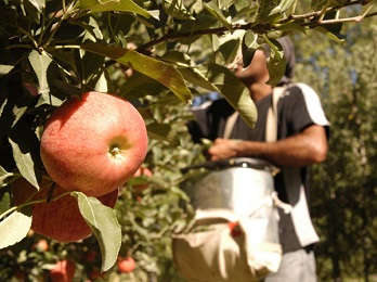 La temporada de cosecha de manzanas comenzó con más de 7.425 trabajadores temporarios en Río Negro