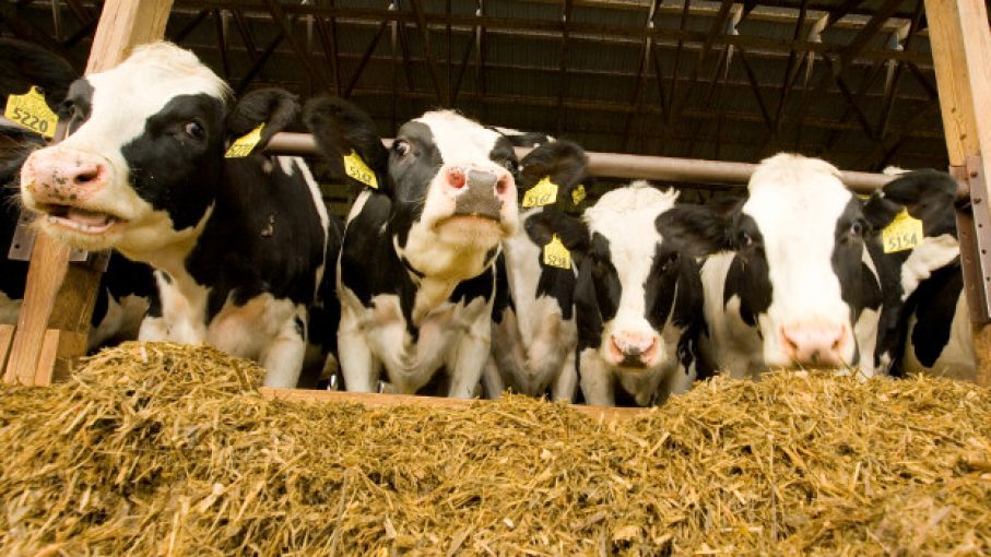 Uso de alimentos no tradicionales en vacas lecheras Agrolatam Uso de alimentos no tradicionales en vacas lecheras Agrolatam