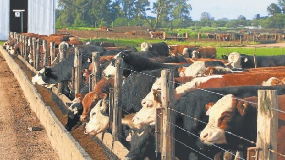 Preocupa a los feedlots que siguen trabajando por debajo de su capacidad