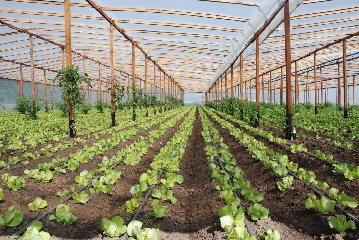 Agricultura incentiva la producción orgánica con un fuerte compromiso federal