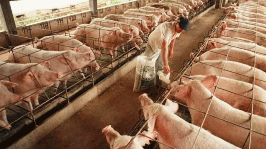 La crisis frenó el crecimiento de la producción porcina