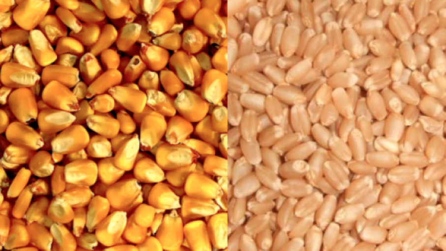  volúmenes de equilibrio en maíz y trigo generan previsibilidad en las cadenas, dijo Domínguez