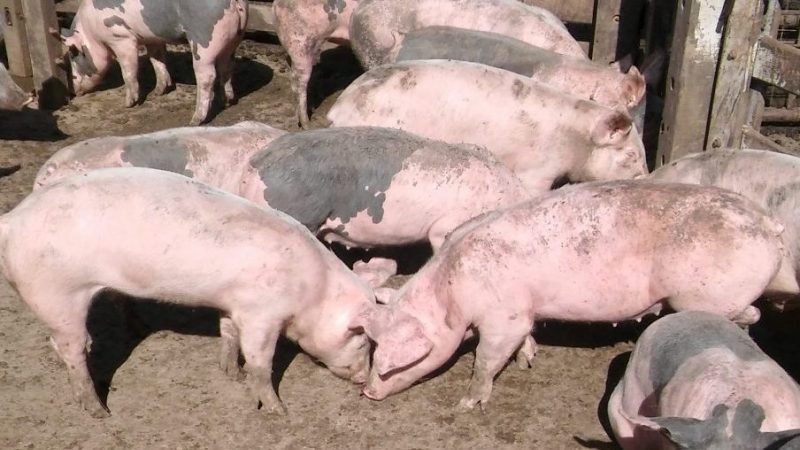 Producción de carne de cerdo mantiene su ritmo de crecimiento