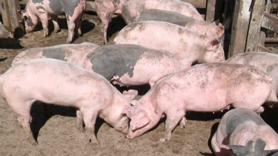 Producción de carne de cerdo mantiene su ritmo de crecimiento