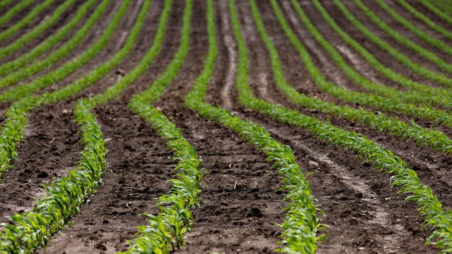 Desglosando las Sorpresas más Grandes en el Informe WASDE de Junio del USDA