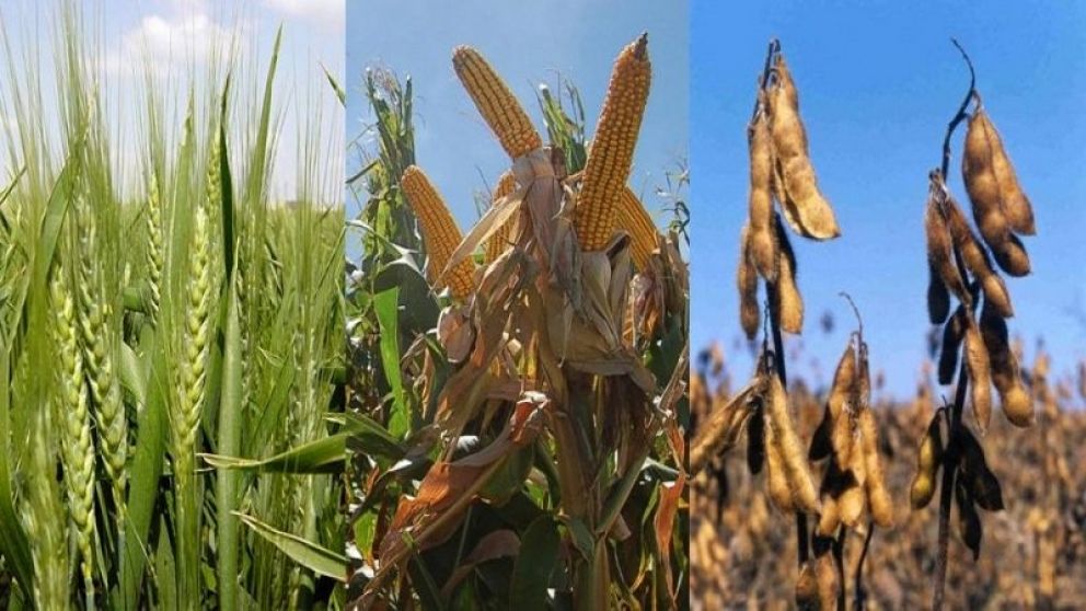 Vuelven a ganar terreno las gramneas en las rotaciones y se achica la soja