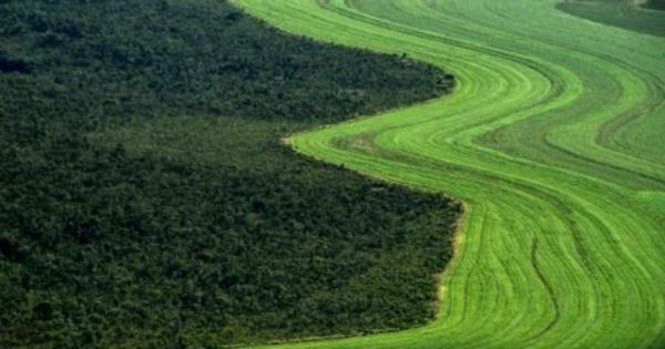 La sabana de Brasil retrocede ante los cultivos de soja y la ganadería - Agrolatam
