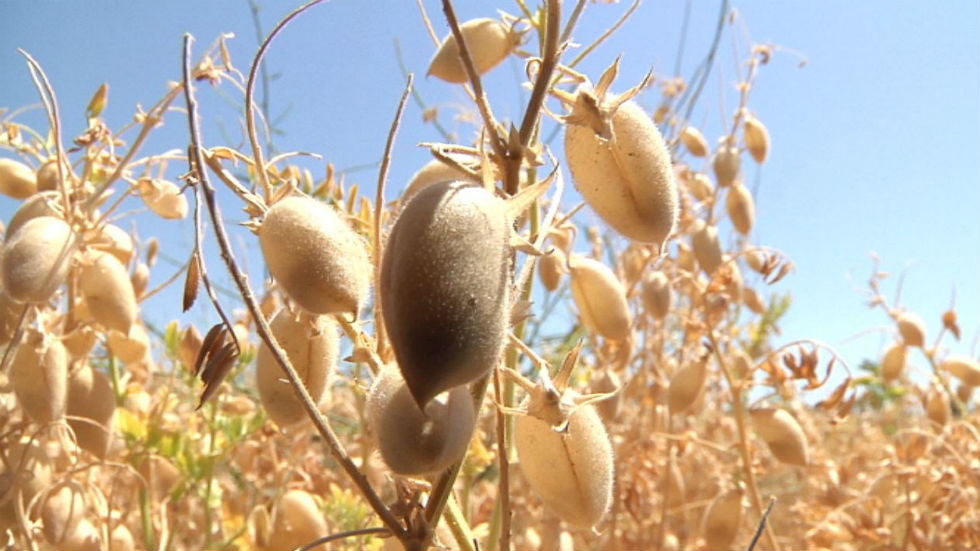 Garbanzos: por falta de agua caen los rendimientos