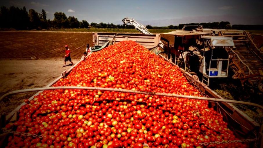 Tomate: en 15 días comienza la cosecha con destino a fábrica