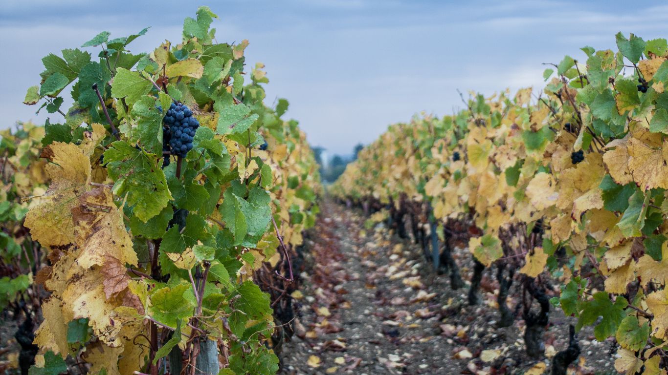 Catorce provincias argentinas ya son productoras de vino y hay 59 áreas productivas: ¿boom de exportaciones en 2024?
