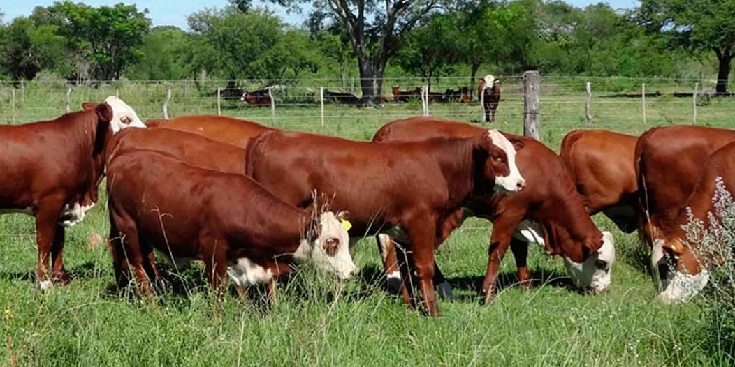El precio de la carne: por qué no despega el valor de la hacienda