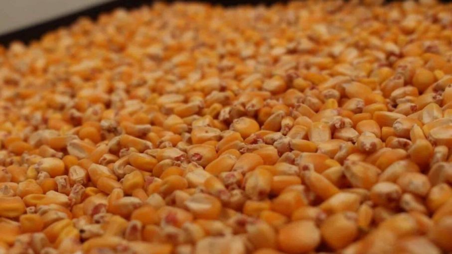 Los vientos externos empujan los valores de exportación de los granos gruesos argentinos