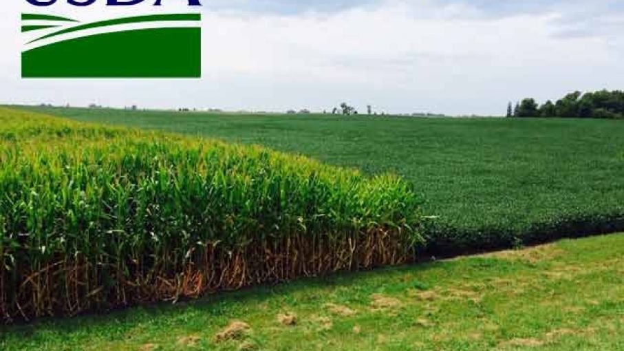 El USDA redujo la estimación de producción de soja, maíz y trigo en Argentina