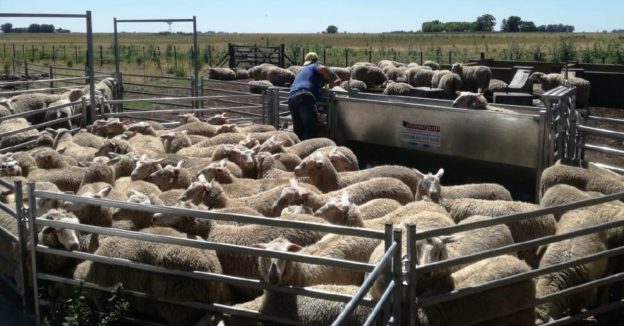 Planifican trabajo para apoyar el desarrollo de la producción ovina