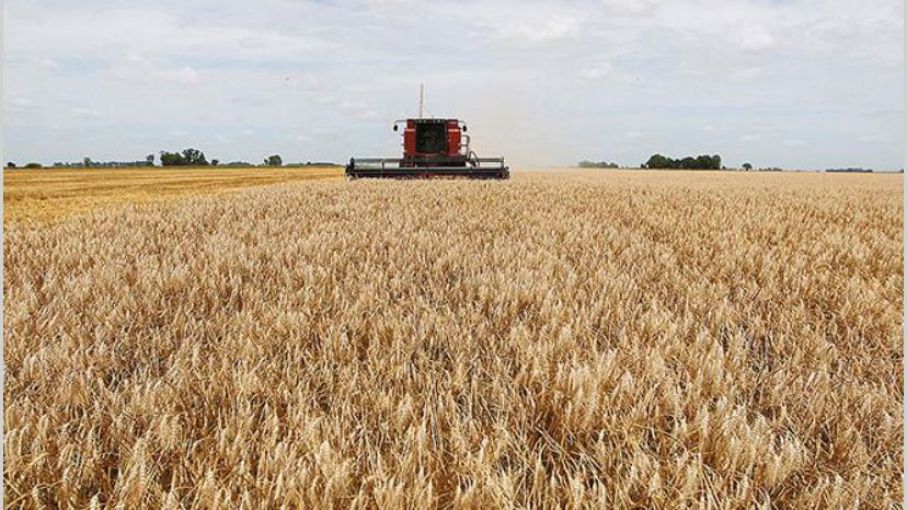 7 factores 7 que definen el futuro del precio del trigo Agrolatam