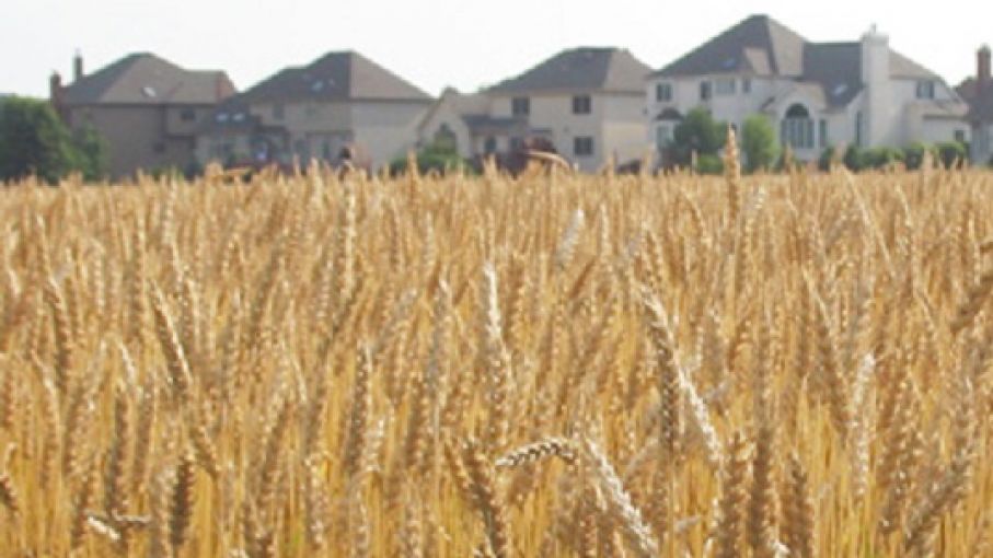 La UE redujo las estimaciones en la producción de trigo para 2020-21