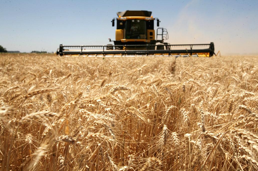 ¡Imparable! El campo rescata la economía: Cómo logró un crecimiento del 11,1% en 2024?