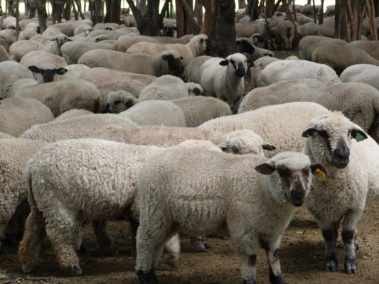 Santa Cruz refuerza controles para blindarse contra la sarna ovina