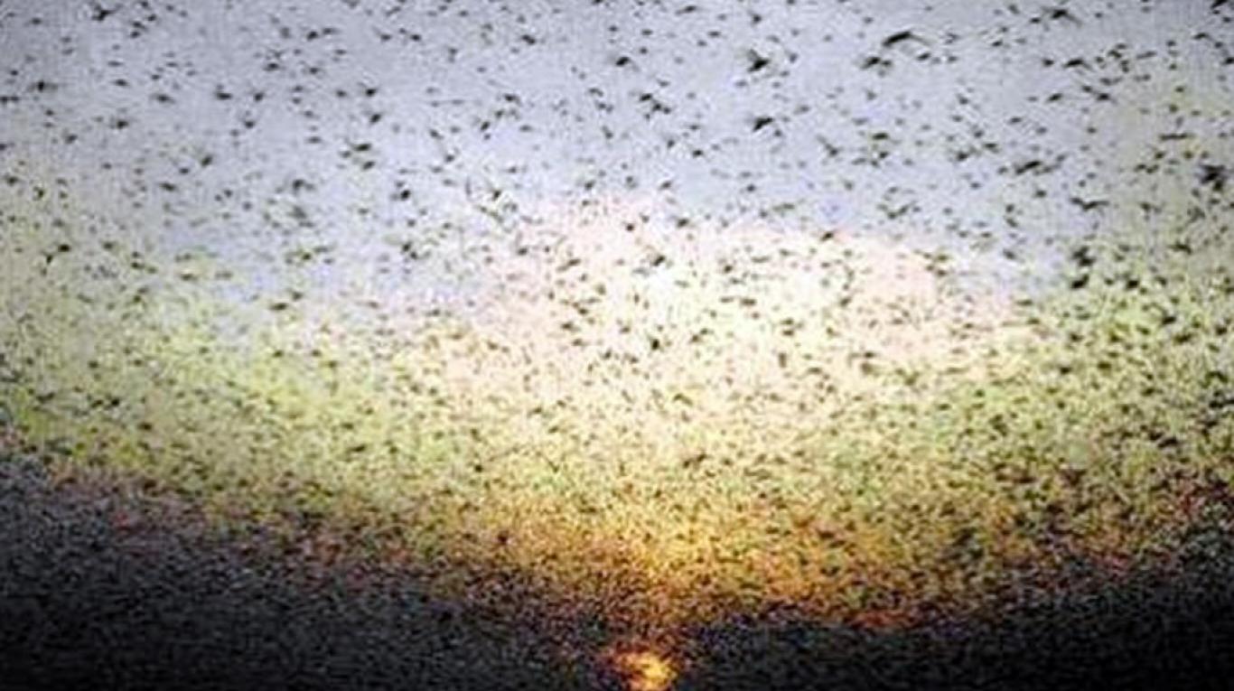 Incrementan el monitoreo de langostas y plagas ante las altas temperaturas