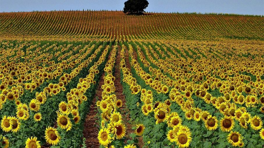 Girasol: incertidumbre productiva y caída de precios de girasol