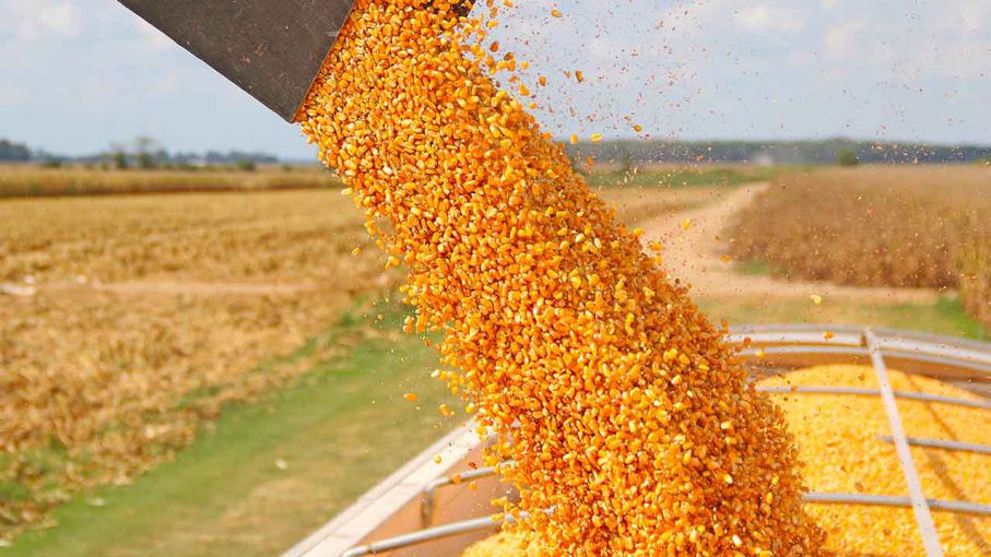 Estiman producción de 5,7 millones de toneladas de maíz en áreas de la Bolsa de Cereales bahiense