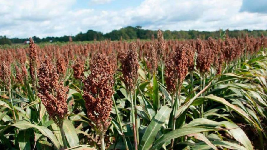 Estado de situación del sorgo argentino 2021/22