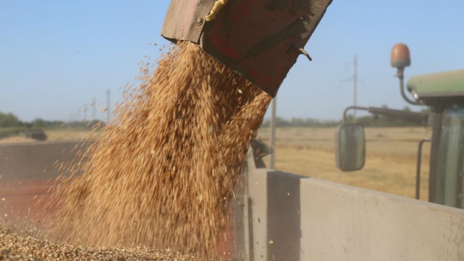 Mercado de granos local con poca actividad por el lado de los cereales