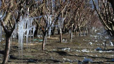 Mendoza: declaran la emergencia agropecuaria por heladas