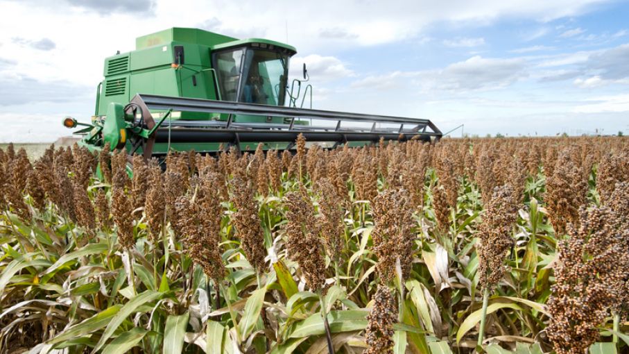 Destacan buena condición general del sorgo sembrado en Entre Ríos