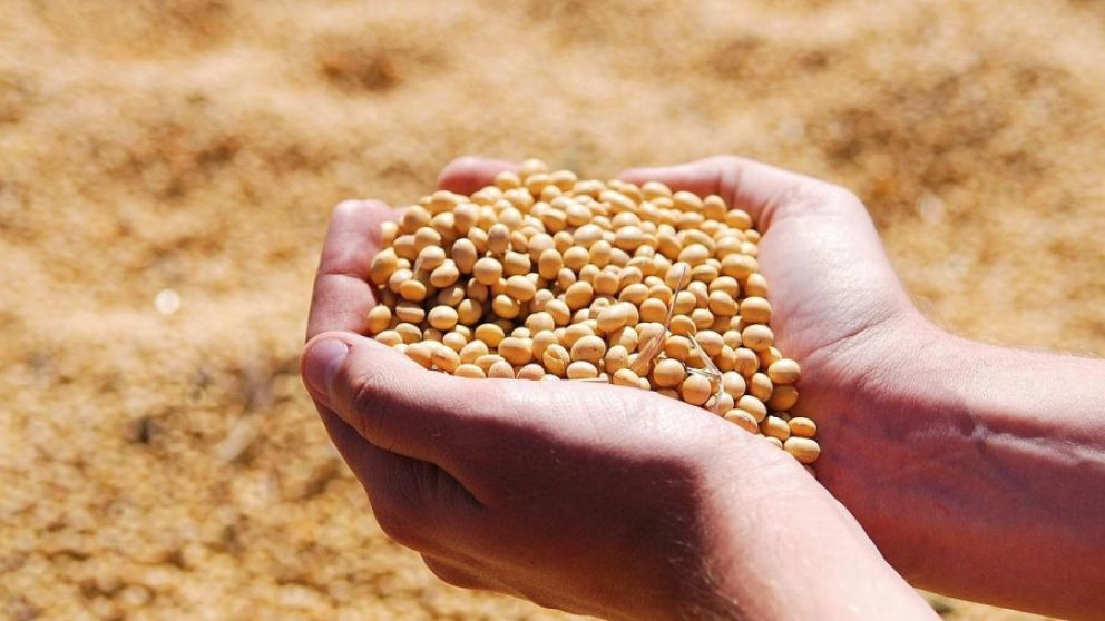 La Bolsa comenz a publicar un panel de seguimiento de precios de harina de soja Hi-Pro