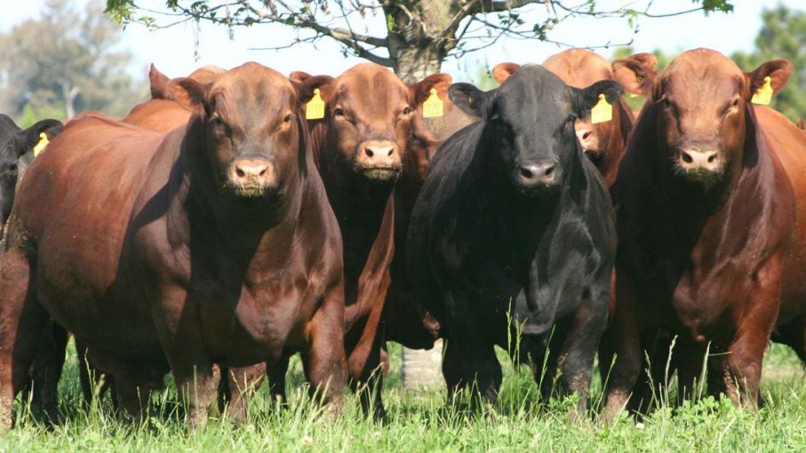 Se exportará genética Angus a España