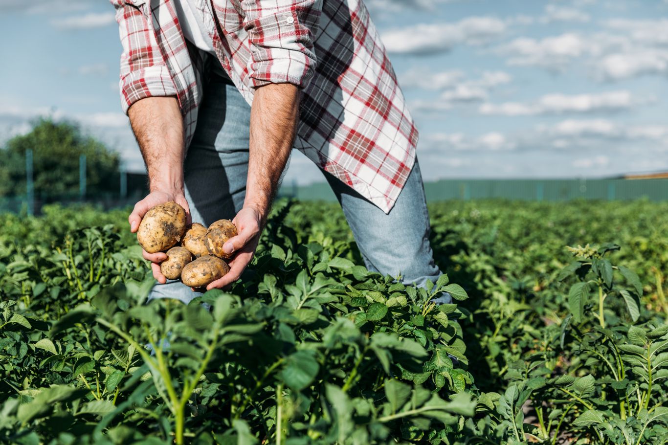 Summit Agro presentó dos nuevas herramientas innovadoras para el cultivo de papa