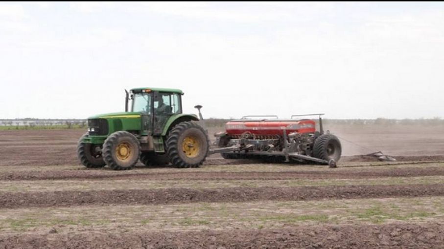 A la fecha, la superficie sembrada con maíz es la más baja en 6 años
