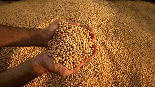 El mercado esperaba recortes en el rendimiento de soja y maíz para Estados Unidos