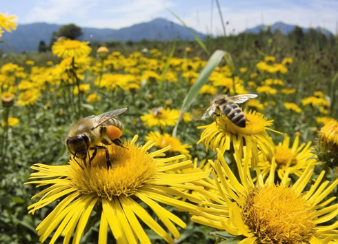 Apicultura: los agroquímicos son más letales de lo que se cree