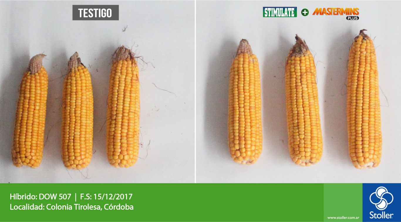 Nutrición en maíz que se expresa en aumento del rinde