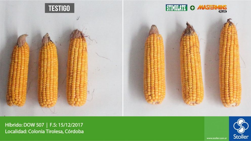 Nutricin en maz que se expresa en aumento del rinde