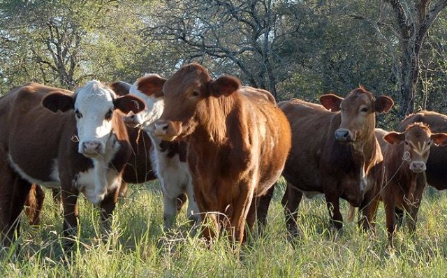 La situación del mercado de la carne a nivel local