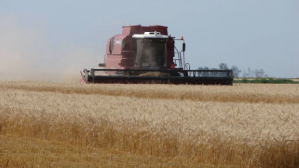 Finaliz la cosecha de trigo en el norte argentino con una cada en la produccin del 70% interanual