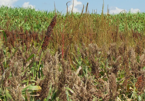 El yuyo colorado ya cubre 20,5 mill/ha del área agrícola argentina