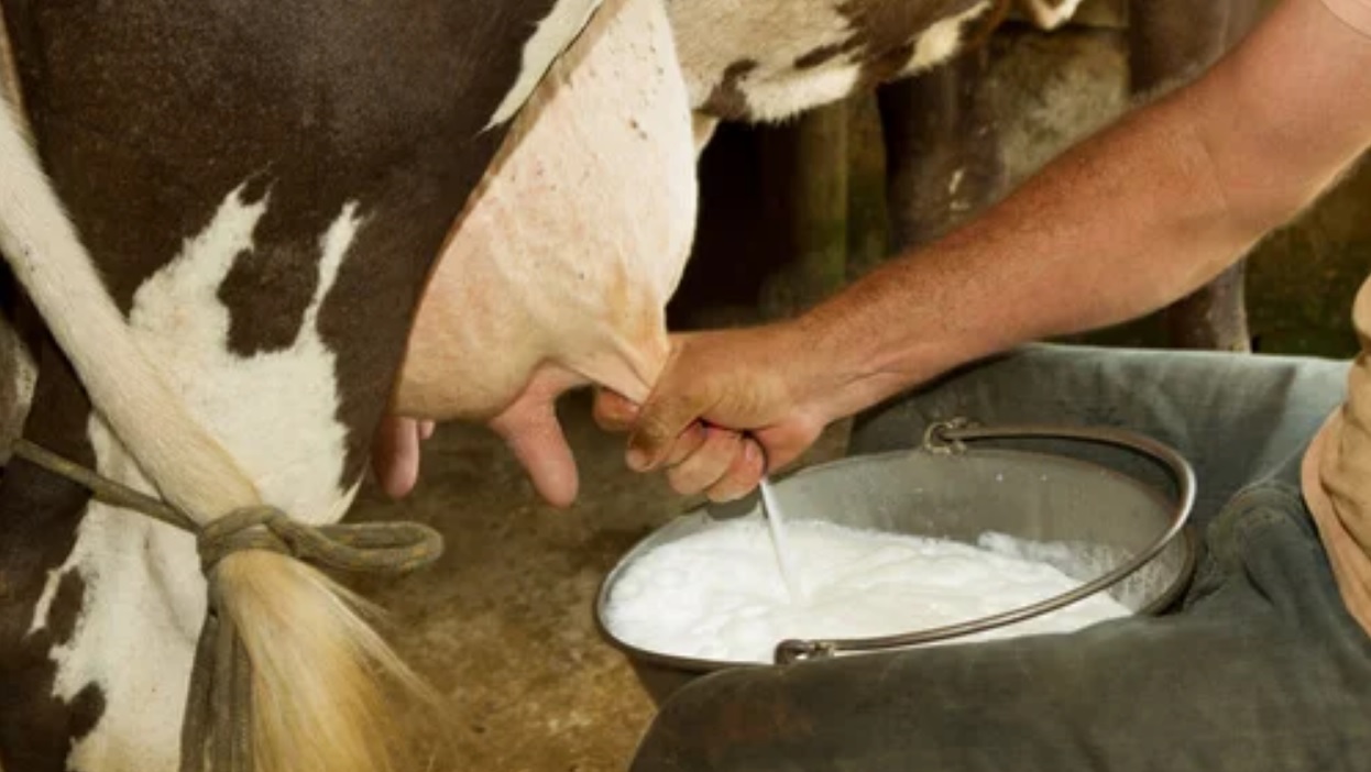 La producción de leche sería este año la más baja de la década, según informe privado