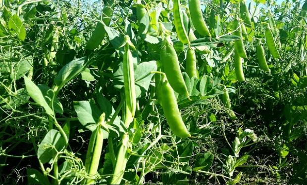 Una nueva variedad de arveja con mayor comportamiento nutricional