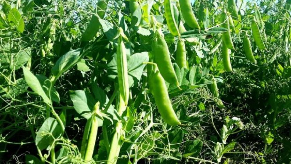 Una nueva variedad de arveja con mayor comportamiento nutricional